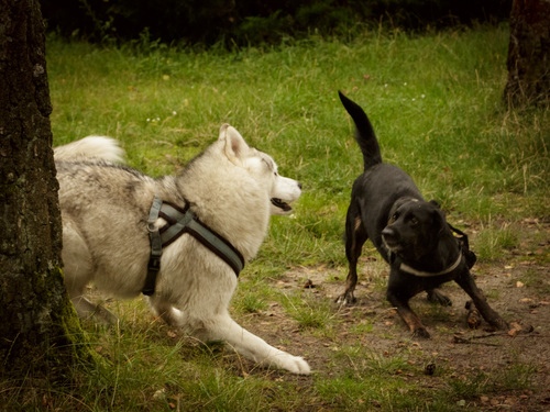 Zwei Hunde, einer schwarz, der andere weiß, spielen miteinander. Plötzlich ist es nicht mehr Nacht. Haben die Farben der Hunde einen tieferen Sinn? Möchte der Autor uns hier auf das Ying und Yang der Welt hinweisen? Und was haben die Illuminaten damit zu tun?